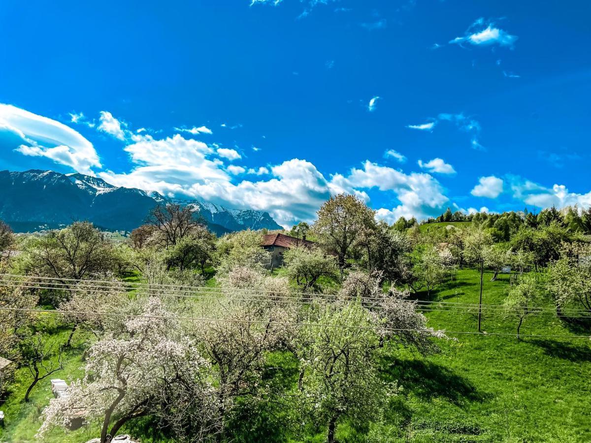 Transylvania Mountain View Cdi برانْ المظهر الخارجي الصورة